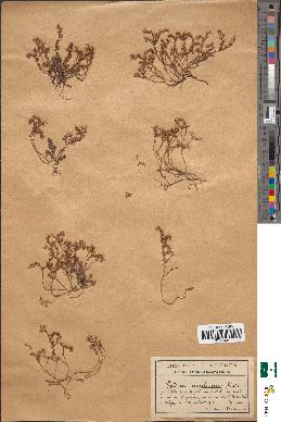spécimen de Sedum album