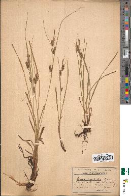 spécimen de Carex punctata