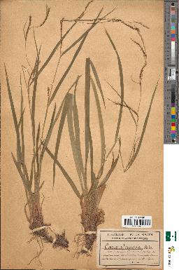 spécimen de Carex strigosa