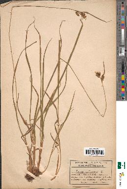 spécimen de Carex pallescens
