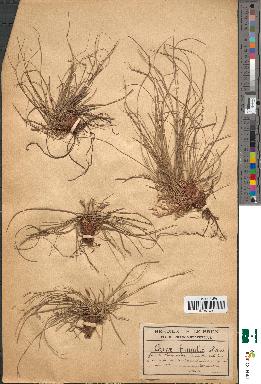 spécimen de Carex humilis
