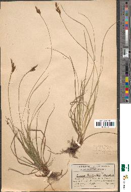 spécimen de Carex montana