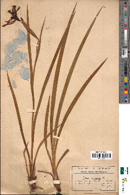 spécimen de Iris foetidissima