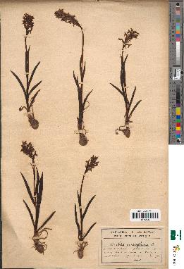 spécimen de Orchis coriophora