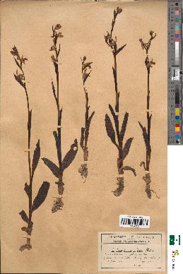 spécimen de Ophrys apifera