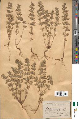 spécimen de Teucrium botrys