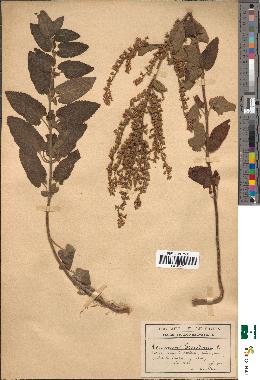 spécimen de Teucrium scorodonia
