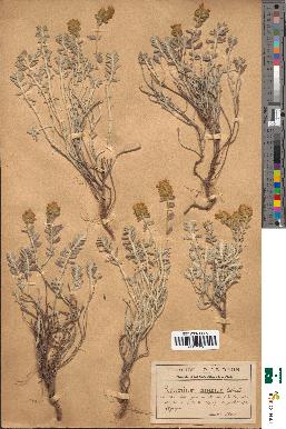 spécimen de Teucrium aureum