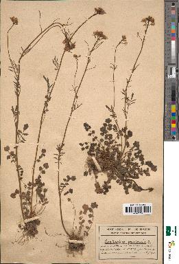 spécimen de Cardamine pratensis