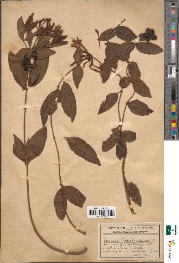 spécimen de Lonicera periclymenum