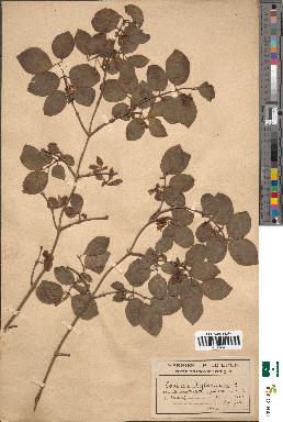 spécimen de Lonicera xylosteum