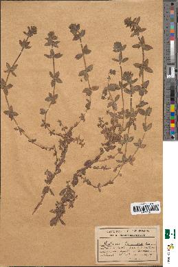 spécimen de Galium cruciata