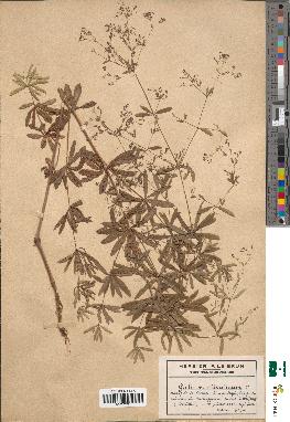 spécimen de Galium sylvaticum