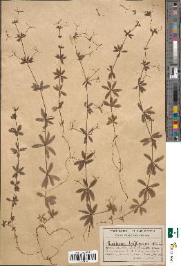 spécimen de Galium triflorum
