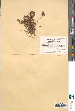 spécimen de Galium montis-arerae