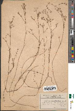 spécimen de Galium constrictum