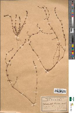 spécimen de Galium verticillatum