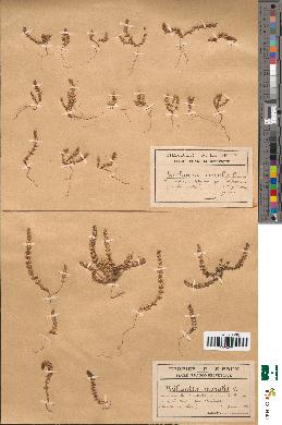 spécimen de Vaillantia muralis