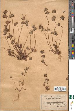 spécimen de Lamium amplexicaule