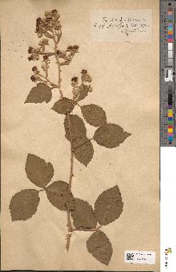 spécimen de Rubus fruticosus