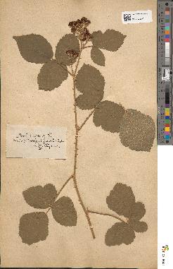 spécimen de Rubus caesius