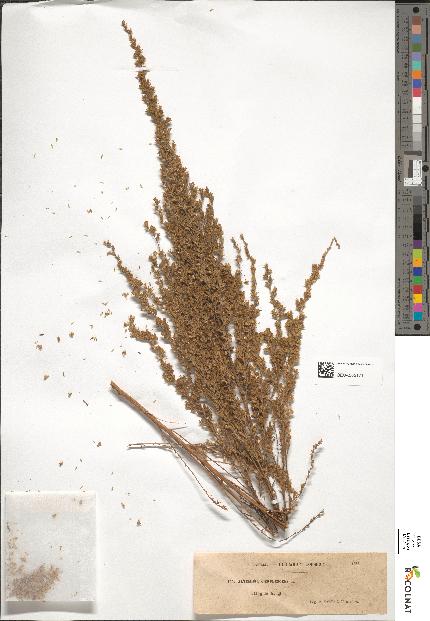 spécimen de Artemisia caerulescens