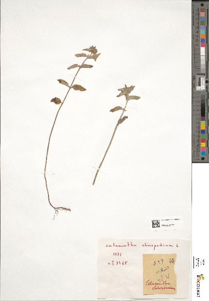 spécimen de Calamintha clinopodium