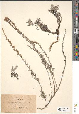 spécimen de Artemisia vallesiaca