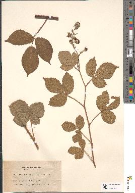 spécimen de Rubus flexuosus