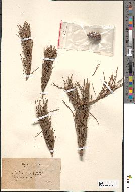 spécimen de Pinus sylvestris