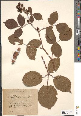 spécimen de Rubus pilocarpus