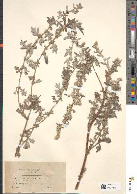 spécimen de Artemisia vestita