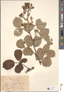 spécimen de Rubus vulnerificus