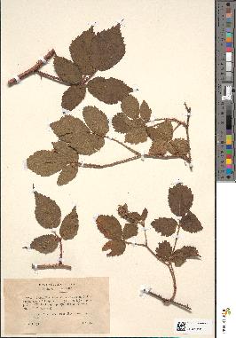 spécimen de Rubus guentheri