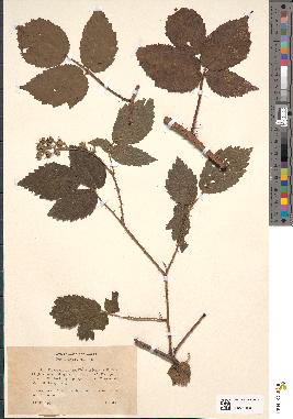 spécimen de Rubus guentheri