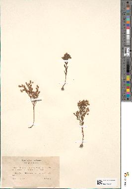 spécimen de Sedum pentandrum