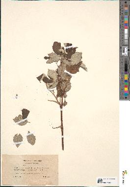 spécimen de Rubus idaeus