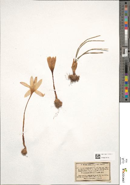 spécimen de Crocus nudiflorus
