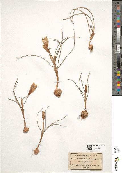 spécimen de Crocus biflorus