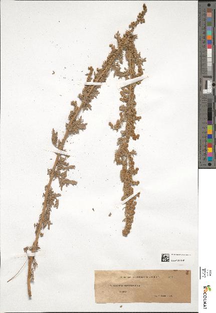 spécimen de Artemisia absinthium