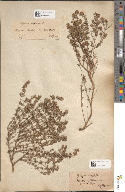 spécimen de Thymus vulgaris