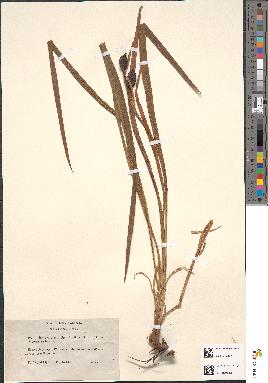 spécimen de Iris graminea