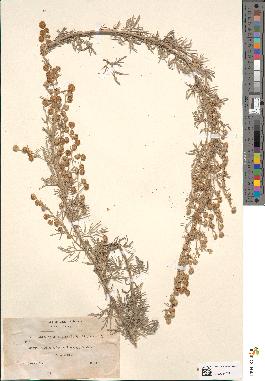 spécimen de Artemisia arborescens