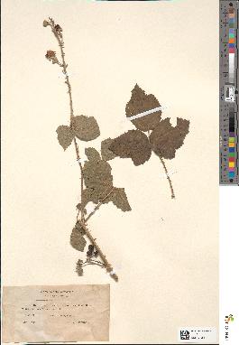 spécimen de Rubus orbifolius