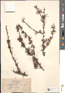 spécimen de Larix europaea