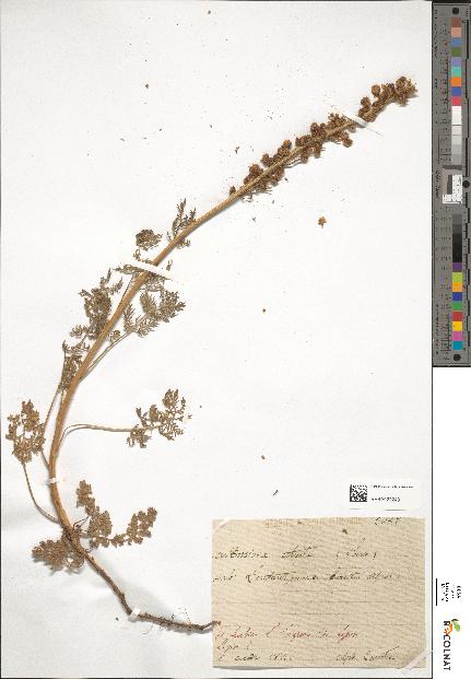spécimen de Artemisia atrata