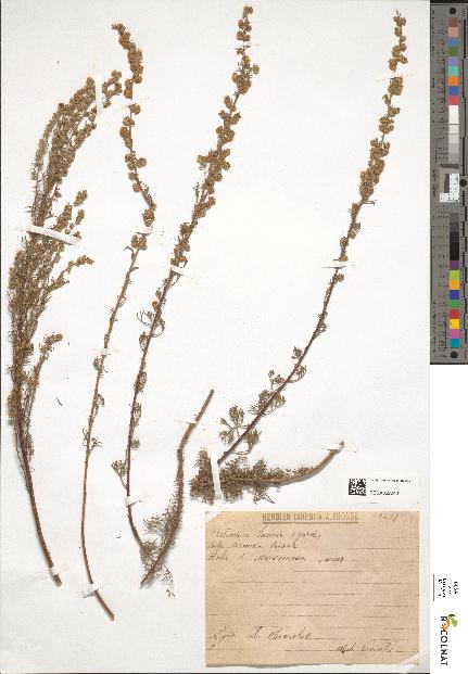 spécimen de Artemisia suavis