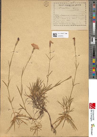 spécimen de Dianthus anticarius