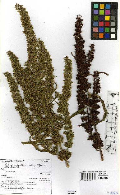 spécimen de Rumex stenophyllus
