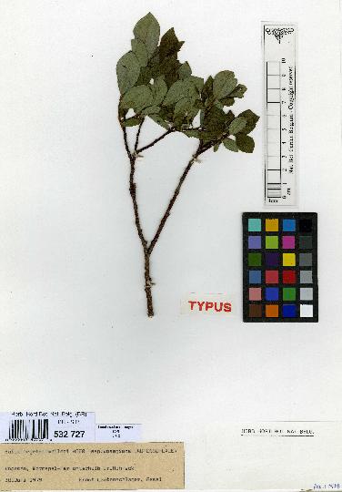 spécimen de Salix hegetschweileri